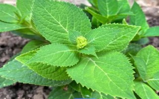 無盡夏花期能施肥嗎，無盡夏花期不可施肥