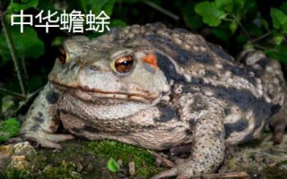 蟾蜍真的會吃蛇嗎，會捕食蛇類且不罕見