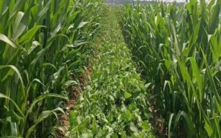 吉大A34大豆種子特征特性，一般4月下旬至5月上旬播種