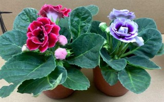 芙蓉花半年沒澆水能否存活，盆栽芙蓉花會干枯死亡
