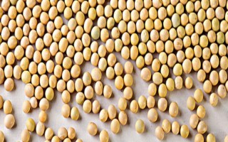 小康大豆2號大豆品種的特性，生育期120-138天