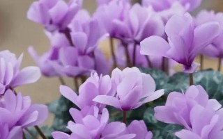 仙客來花莖萎蔫彎曲怎么辦，要根據(jù)引發(fā)原因采取對應(yīng)措施