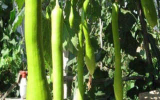 種植砍瓜的要點(diǎn)，結(jié)瓜期要進(jìn)行人工授粉