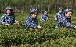 南京雨花茶屬于哪種茶，是一種綠茶也是我國的名茶