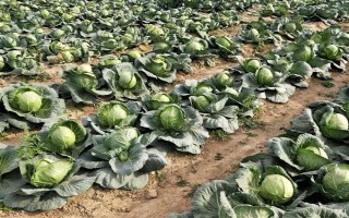 種植包菜的成本與利潤，一畝地需投入2000元左右