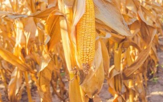屯玉168玉米種子特征特性，平均生育期118天