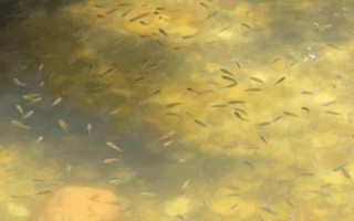 親親魚的產(chǎn)地，主產(chǎn)于泰國、中東地區(qū)、西雙版納等地方