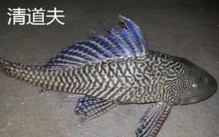 中華鱘的生活習(xí)性，是以動(dòng)物性食物為主的雜食性魚類
