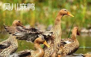 麻鴨和一般鴨子的區(qū)別，外觀特征不同