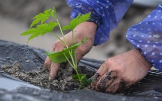 種植苦瓜的時(shí)間和方法，北方地區(qū)3-4月份可在棚內(nèi)育苗、長(zhǎng)江流域在3月份播種