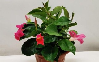 飄香藤的花語，寓意難忘愛情、充滿生機(jī)等