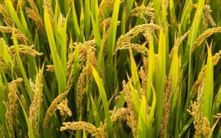 Y兩優(yōu)8188水稻種子介紹，平均生育期159天