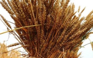 天谷紅寶5號小麥品種簡介，每畝適宜基本苗18～22萬