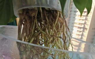 水培白掌葉尖為什么會干枯，可能是水質(zhì)差、養(yǎng)分不足、溫度過高等因素造成