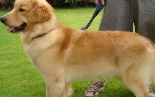金毛犬可以活多久，壽命一般為12-15年左右
