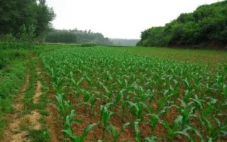 甘玉甜5號玉米種子特點，種植密度每畝4500株