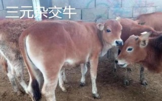 長得最快的四種牛，西門塔爾牛以瘦肉多而聞名
