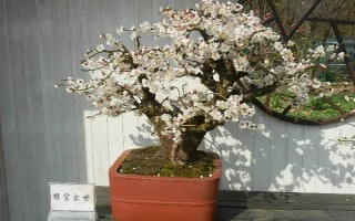 杏花的開花時間，花期在農(nóng)歷的2月份左右