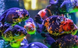 金魚可以與哪些魚類混養(yǎng)，可與與孔雀魚、燈魚、月光魚等混養(yǎng)