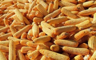 綠城789玉米種子介紹，生育期春季平均109天