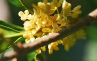 桂花有哪幾種顏色，有金黃色、黃白色、橙紅色和白色