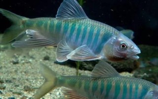 釣馬口魚的方法，屬小型淡水魚類