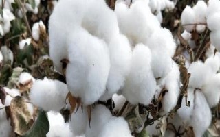魯棉4125棉花品種簡介，全生育期化控4—5次