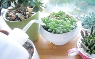 多肉的常見病及處理方法，常見的有赤霉病、炭疽病等