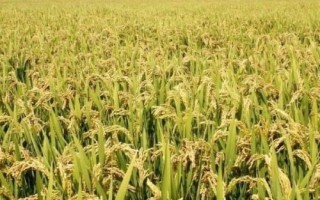 禾兩優(yōu)1560水稻種子簡(jiǎn)介，每畝秧田播種量10～12千克