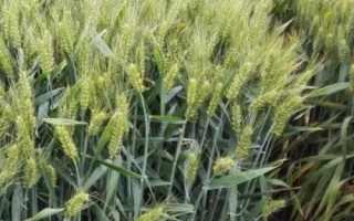 金麥2號小麥種子特征特性，每畝適宜基本苗18～24萬