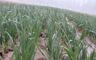 留種大蒜怎樣施磷鉀肥，要根部施一次磷鉀肥