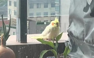 玄鳳鸚鵡最適合什么樣的鳥籠，用金屬的籠具飼養(yǎng)最為合適