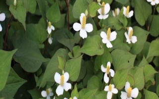 魚腥草的外觀，葉片紫紅、莖干上有莖節(jié)且長著須狀根