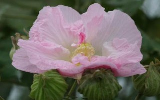木芙蓉怎么養(yǎng)殖，花芽分化期可追施1-2次磷肥