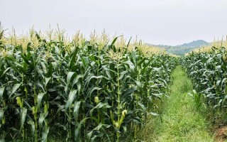 斯達(dá)甜221玉米種子特點，每畝種植密度3500株為宜