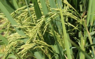 原香優(yōu)桂福香水稻種簡介，全生育期早稻123.5天