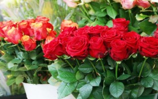 水培玫瑰花如何避免枯萎，要養(yǎng)在干燥、涼爽、通風處