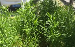 滿天星的養(yǎng)殖方法，一定要進行摘心