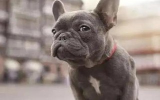 斗牛犬好不好養(yǎng)，是主人的忠實(shí)伙伴很好飼養(yǎng)