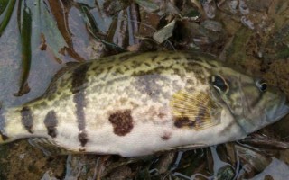 桂魚吃什么食物，主要以動(dòng)物性食物為主