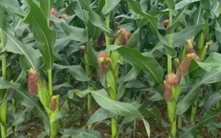 蠡玉68玉米種子特征特性