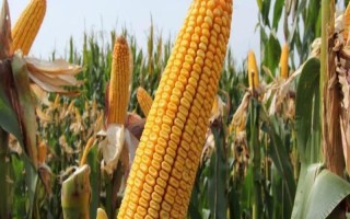 凌科518玉米種簡介，密度3500株/畝左右