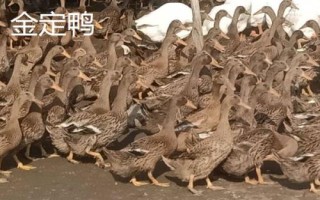鴨有哪些品種，包括高郵鴨、北京鴨、紹興鴨等種類
