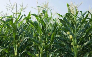 河洛158玉米種子簡介，種植密度4500株/畝左右
