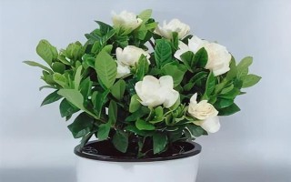 梔子花的水養(yǎng)方法，春秋季節(jié)每個(gè)星期換一次水