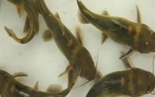 黃骨魚是什么魚，是底棲性魚類