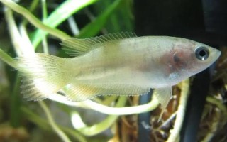 斗魚喂食要喂多少，成年魚喂到7-8成飽即可