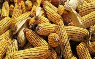吉農(nóng)玉580玉米種子特點(diǎn)，中等肥力以上地塊栽培
