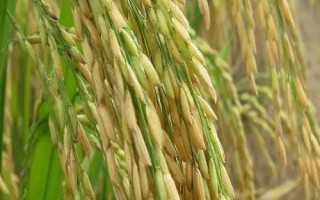 之兩優(yōu)68水稻種子特征特性，該品種植株較矮