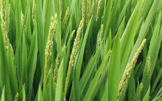 恒豐優(yōu)426水稻種子簡介，特別注意防治白葉枯病